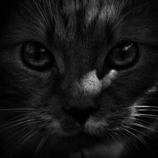 Black cat phone wallpaper