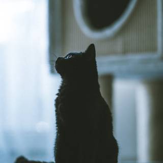 Black cat phone wallpaper