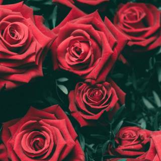 Gothic iPhone wallpaper