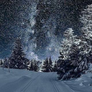 Winter night nature wallpaper