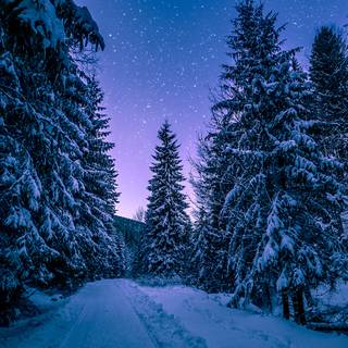 Winter night nature wallpaper