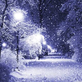 Winter night nature wallpaper