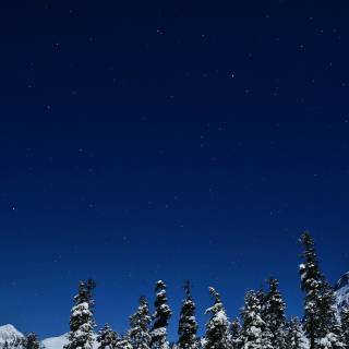 Winter night nature wallpaper