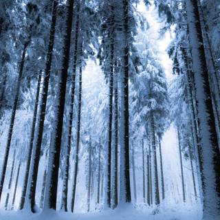 Winter 3840x1600 wallpaper