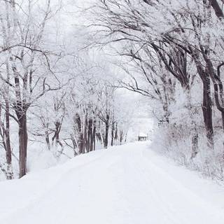 iPhone X 4k winter wallpaper