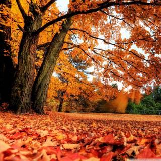 Country fall wallpaper