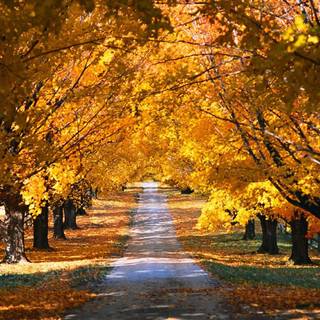 Country fall wallpaper