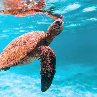 Turtle iPhone wallpaper