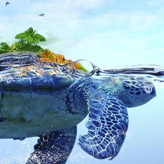 Turtle iPhone wallpaper