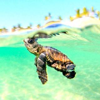 Turtle iPhone wallpaper