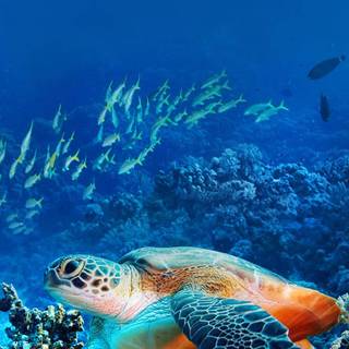 Turtle iPhone wallpaper