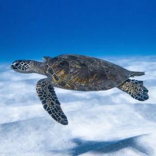 Turtle iPhone wallpaper