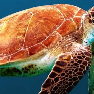 Turtle iPhone wallpaper