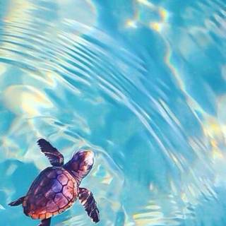 Turtle iPhone wallpaper