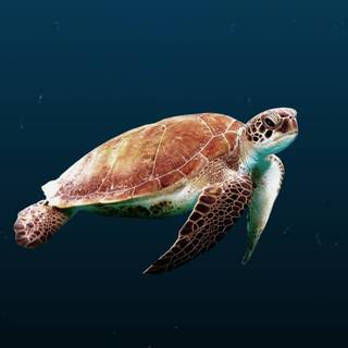Turtle iPhone wallpaper
