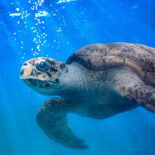 Turtle iPhone wallpaper