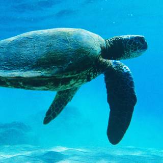 Turtle iPhone wallpaper