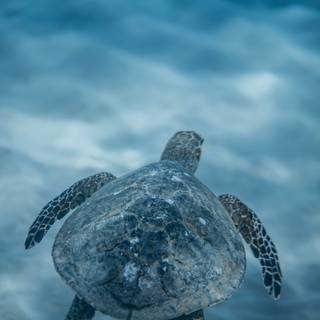 Turtle iPhone wallpaper