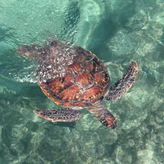 Turtle iPhone wallpaper