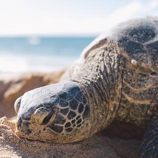 Turtle iPhone wallpaper