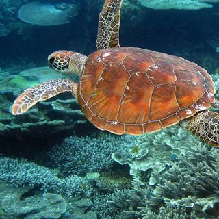 Turtle iPhone wallpaper