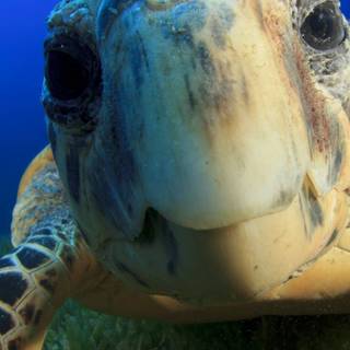 Turtle iPhone wallpaper