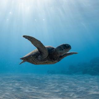 Turtle iPhone wallpaper