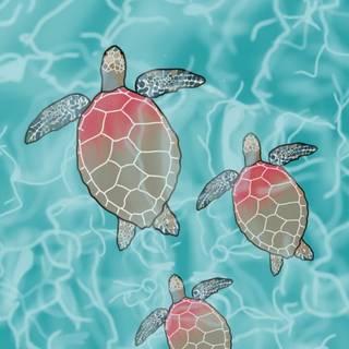 Turtle iPhone wallpaper