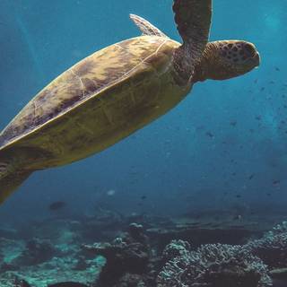 Turtle iPhone wallpaper