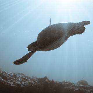 Turtle iPhone wallpaper