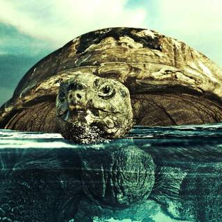 Turtle iPhone wallpaper