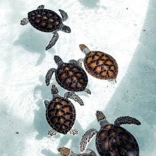 Turtle iPhone wallpaper