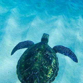 Turtle iPhone wallpaper