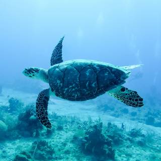 Turtle iPhone wallpaper