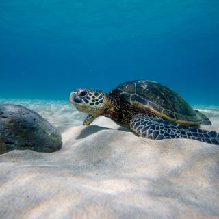 Turtle iPhone wallpaper