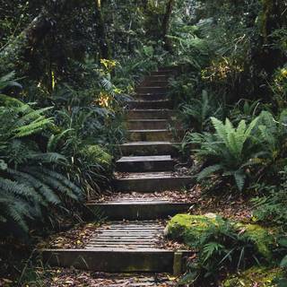 Jungle phone wallpaper