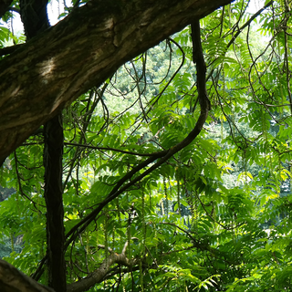 Jungle phone wallpaper