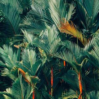 Jungle phone wallpaper