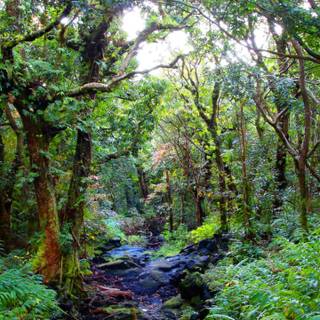 Jungle phone wallpaper