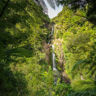 Jungle phone wallpaper