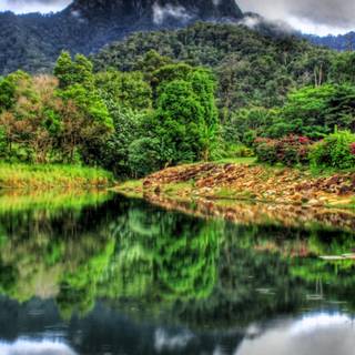 Jungle phone wallpaper