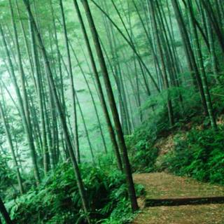 Jungle phone wallpaper