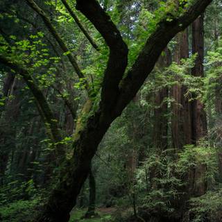 Jungle phone wallpaper