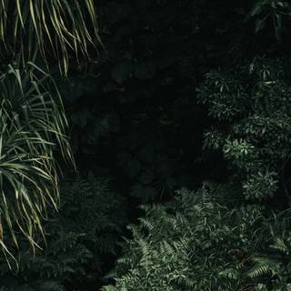 Jungle phone wallpaper