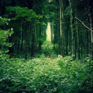 Jungle phone wallpaper