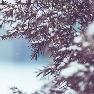 Winter 5120x2880 wallpaper