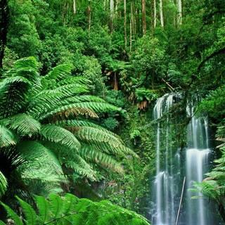 Jungle forest wallpaper