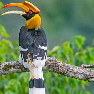 Great Hornbill wallpaper
