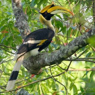 Great Hornbill wallpaper