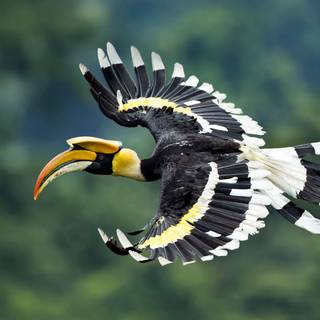 Great Hornbill wallpaper